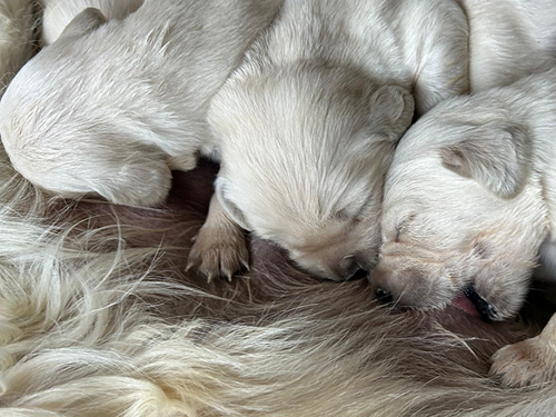 CUCCIOLI GOLDEN RETRIEVER