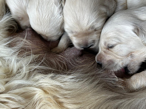 CUCCIOLI DI GOLDEN RETRIEVER