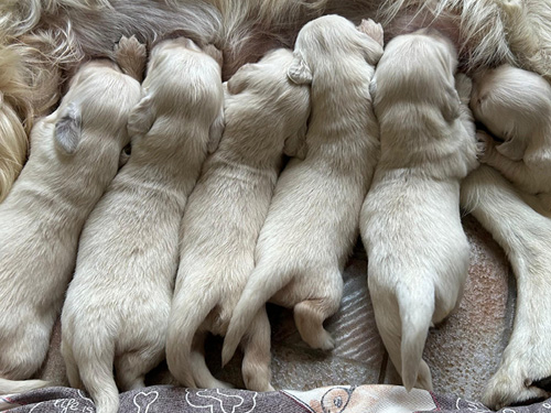 CUCCIOLI GOLDEN RETRIEVER