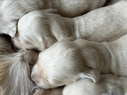 CUCCIOLO GOLDEN RETRIEVER