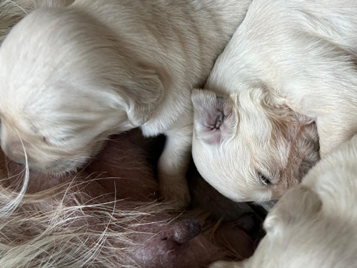 CUCCIOLI GOLDEN RETRIEVER