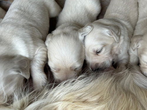 CUCCIOLI GOLDEN RETRIEVER