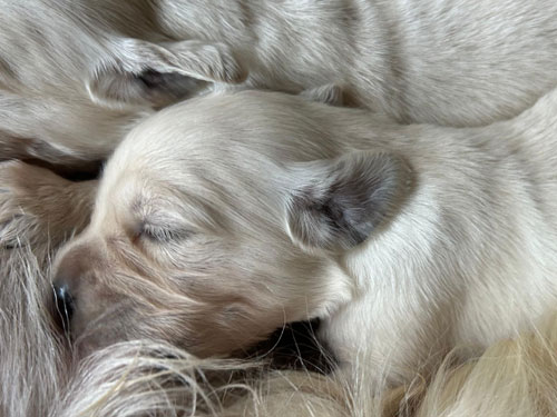 CUCCIOLI GOLDEN RETRIEVER