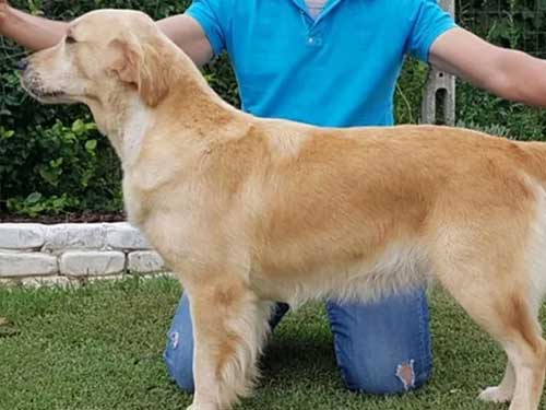 NOCCIOLINA GOLDEN RETRIEVER