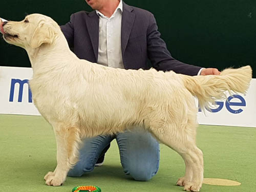 SISSI GOLDEN RETRIEVER