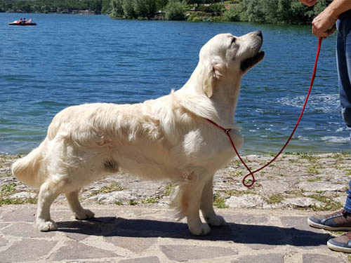 YOYO GOLDEN RETRIEVER