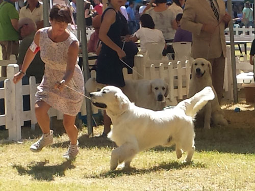 YOYO GOLDEN RETRIEVER