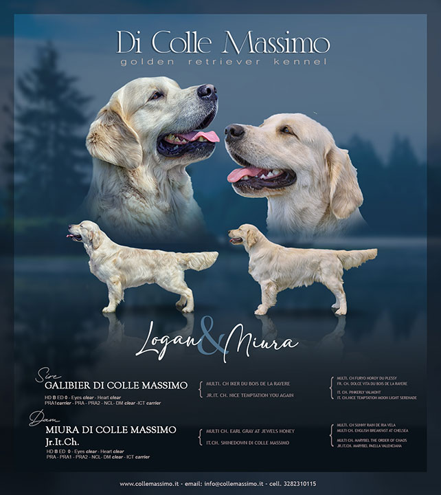 Cuccioli di Golden Retriever